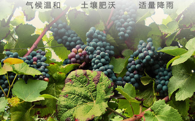 重慶紅酒批發(fā)市場(chǎng) 重慶紅酒批發(fā)市場(chǎng)