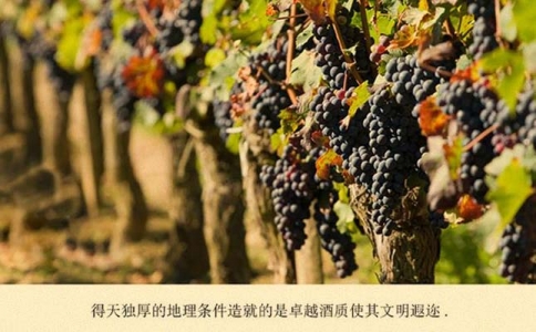 重慶進口紅酒批發(fā)市場講解關于歌海娜葡萄酒知識