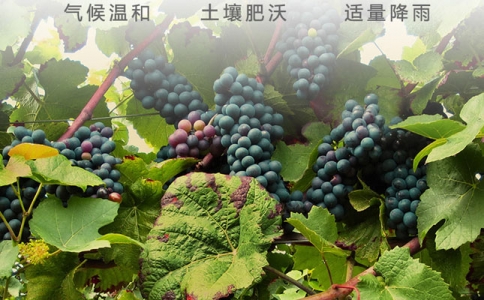 重慶品酒師培訓(xùn) WSET葡萄酒專(zhuān)業(yè)培訓(xùn)機(jī)構(gòu)學(xué)校