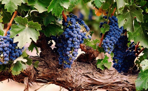 從重慶保稅港進口紅酒批發(fā)市場看賀蘭山葡萄酒趨勢